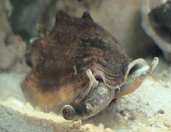  Strombus alatus (Fighting Conch)